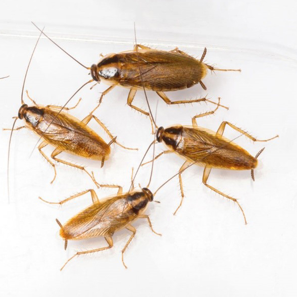 سوسک آلمانی آشپزخانه